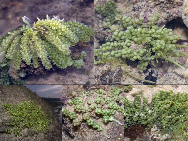 Caulerpa racemosa • © Marcus Ng Fu Chuan • All Rights Reserved