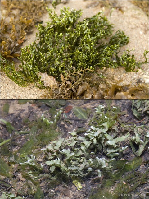 Caulerpa serrulata • © Marcus Ng Fu Chuan • All Rights Reserved