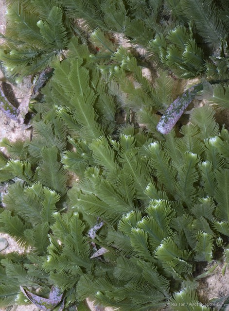 Caulerpa sertularioides • © Ria Tan • All Rights Reserved