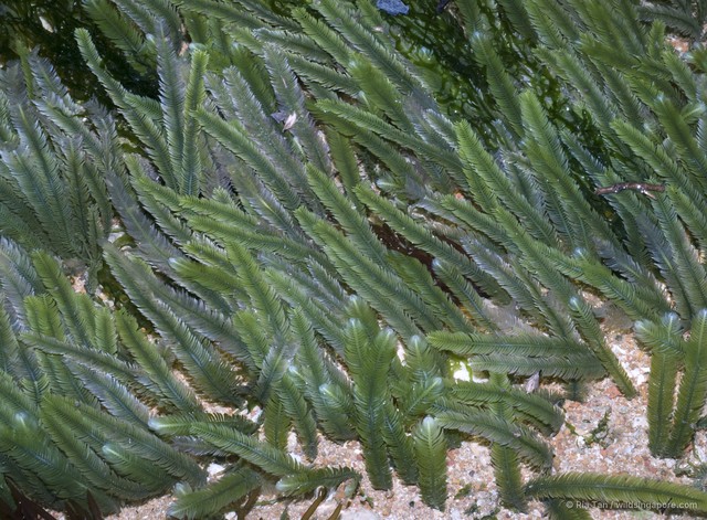 Caulerpa taxifolia • © Ria Tan • All Rights Reserved