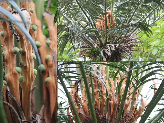 Cycas edentata • © Cerlin Ng • All Rights Reserved