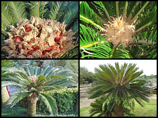 Cycas revoluta • © Ong Kwan Han • All Rights Reserved