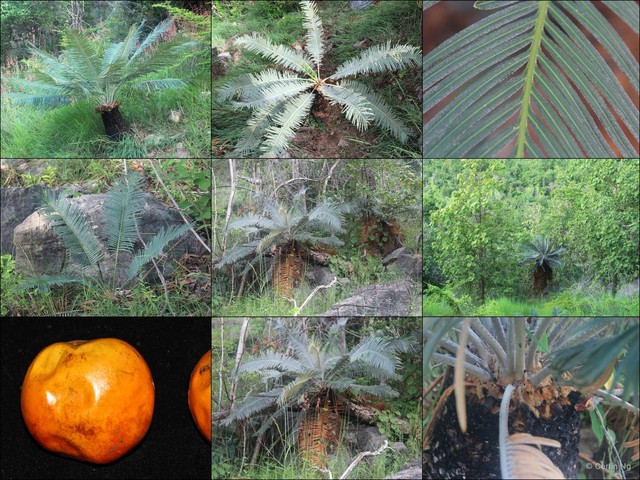 Cycas siamensis • © Cerlin Ng • All Rights Reserved