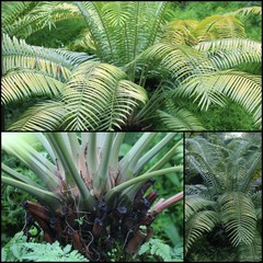 Lepidozamia hopei Regel