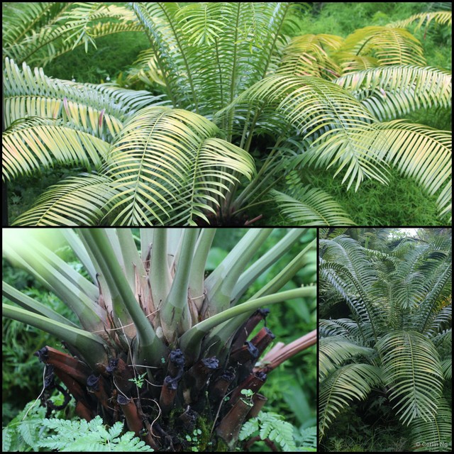 Lepidozamia hopei • © Cerlin Ng • All Rights Reserved