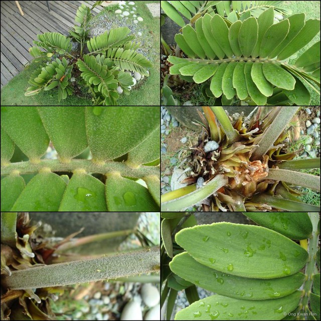 Zamia furfuracea • © Ong Kwan Han • All Rights Reserved