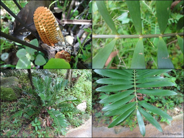 Zamia pumila • © Ong Kwan Han • All Rights Reserved