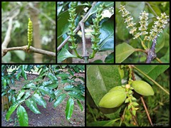 Gnetum gnemon var. gnemon