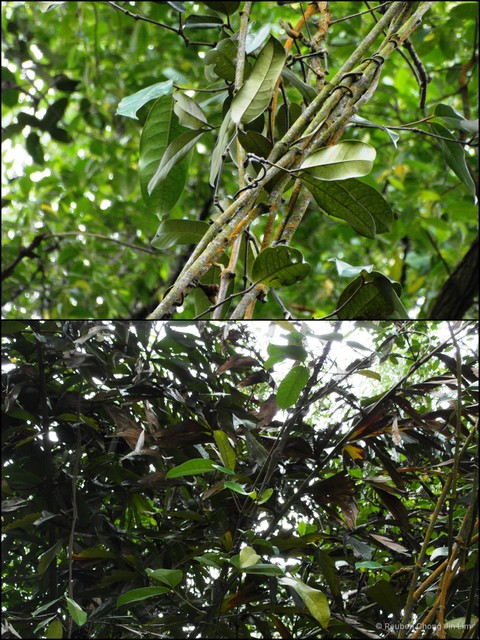 Gnetum latifolium • © Reuben Chong Jin Lim • All Rights Reserved