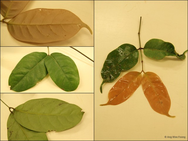 Gnetum macrostachyum • © Ang Wee Foong • All Rights Reserved