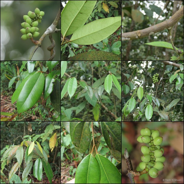 Gnetum microcarpum • © Yeoh Yi Shuen • All Rights Reserved