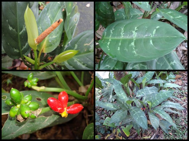 Aglaonema commutatum • © Ong Kwan Han • All Rights Reserved