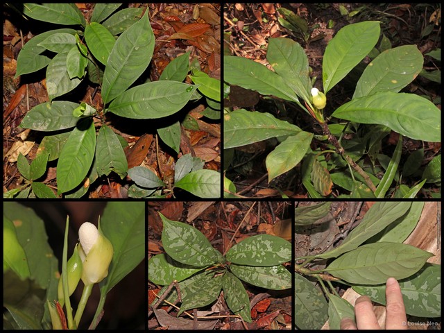 Aglaonema nebulosum • © Louise Neo • All Rights Reserved