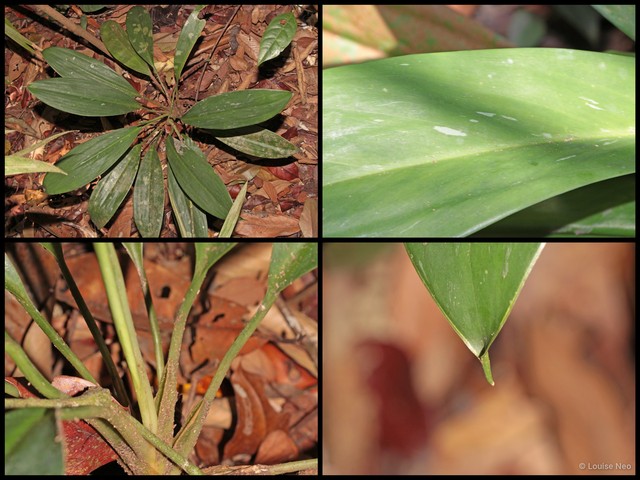Aglaonema nitidum • © Louise Neo • All Rights Reserved