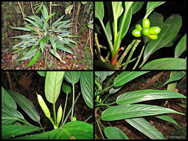 Aglaonema simplex • © Ong Kwan Han • All Rights Reserved