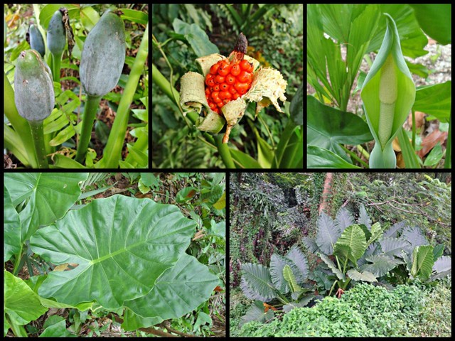 Alocasia odora • © Ong Kwan Han • All Rights Reserved