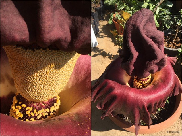 Amorphophallus (Amorphophallus) paeoniifolius • © Cerlin Ng • All Rights Reserved