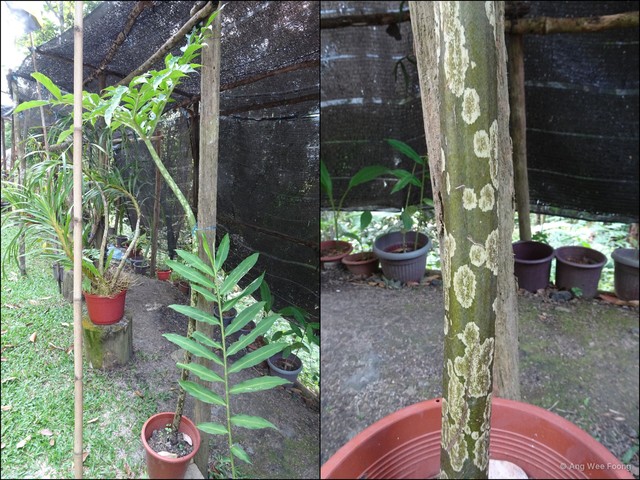 Amorphophallus (Amorphophallus) prainii • © Ang Wee Foong • All Rights Reserved