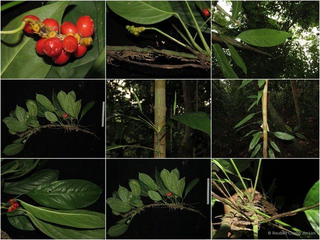 Anadendrum microstachyum • © Reuben Chong Jin Lim • All Rights Reserved