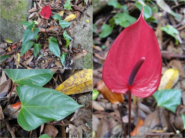 Anthurium andraeanum • © Ong Kwan Han • All Rights Reserved