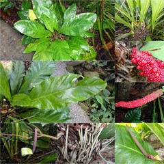Anthurium plowmanii Croat