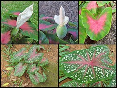 Caladium bicolor