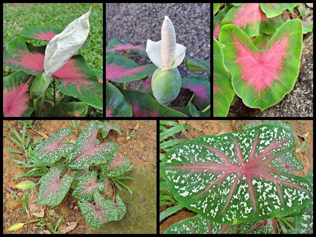 Caladium bicolor • © Ong Kwan Han • All Rights Reserved