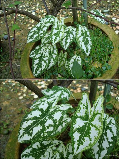 Caladium humboldtii • © Ong Kwan Han • All Rights Reserved