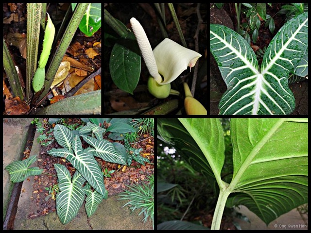 Caladium lindenii • © Ong Kwan Han • All Rights Reserved