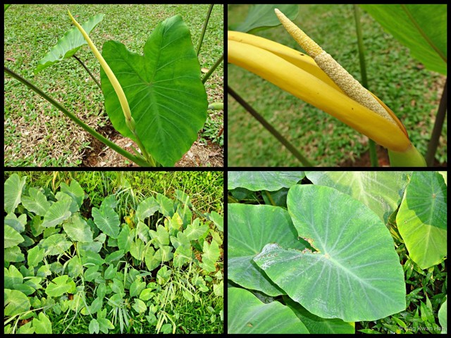 Colocasia esculenta • © Ong Kwan Han • All Rights Reserved
