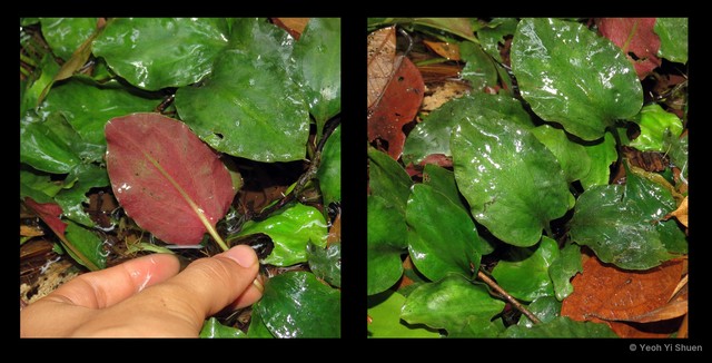 Cryptocoryne griffithii • © Yeoh Yi Shuen • All Rights Reserved