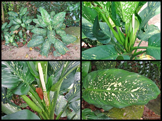 Dieffenbachia seguine var. seguine • © Ong Kwan Han • All Rights Reserved