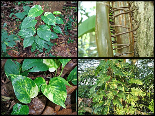 Epipremnum aureum • © Ong Kwan Han • All Rights Reserved