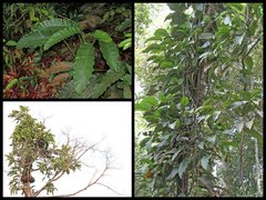 Epipremnum giganteum (Roxb.) Schott