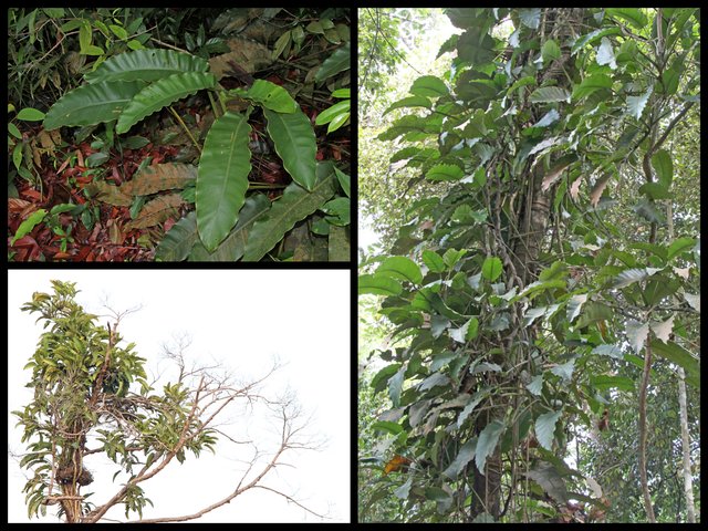 Epipremnum giganteum • All Rights Reserved