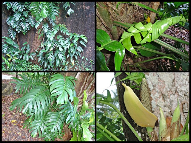 Epipremnum pinnatum • © Ong Kwan Han • All Rights Reserved