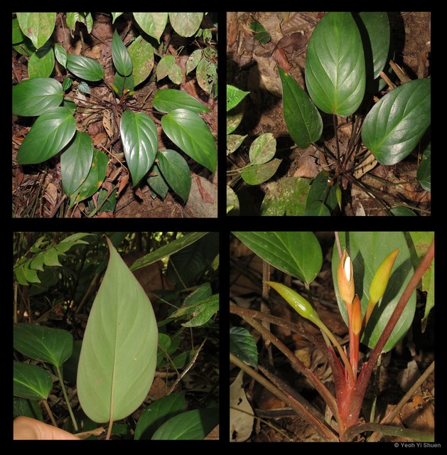 Homalomena nathanielii • © Yeoh Yi Shuen • All Rights Reserved