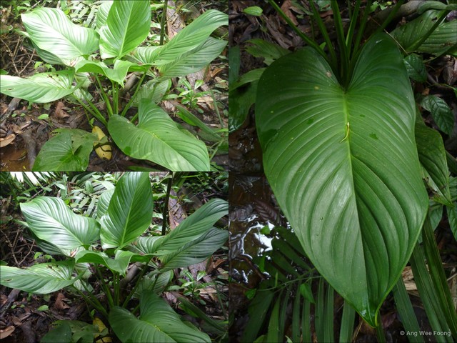 Homalomena rostrata • © Ang Wee Foong • All Rights Reserved
