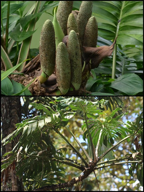Monstera deliciosa • © Cerlin Ng • All Rights Reserved