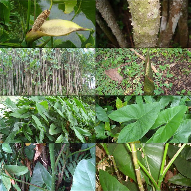 Montrichardia arborescens • © Ong Kwan Han • All Rights Reserved
