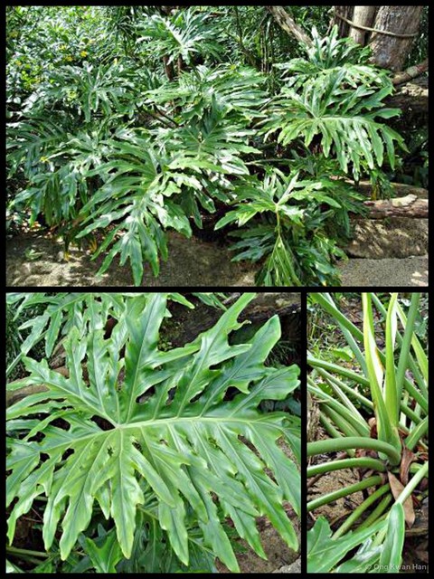 Philodendron bipinnatifidum • © Ong Kwan Han • All Rights Reserved
