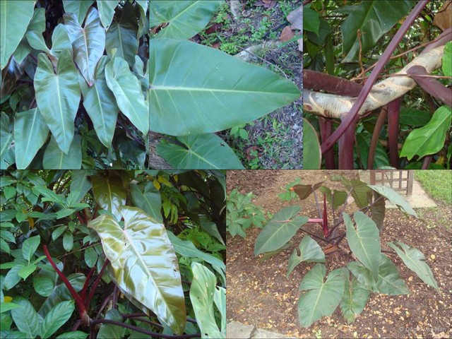 Philodendron (Philodendron) erubescens • © Ong Kwan Han • All Rights Reserved