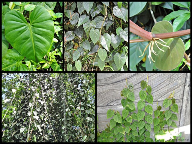 Philodendron (Philodendron) hederaceum • © Ong Kwan Han • All Rights Reserved