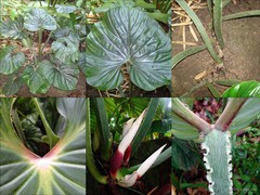 Philodendron (Philodendron) mamei André