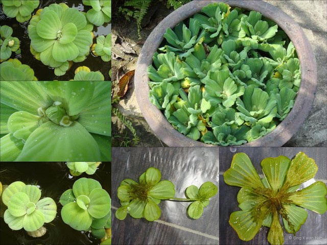 Pistia stratiotes • © Ong Kwan Han • All Rights Reserved