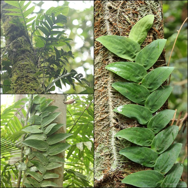 Rhaphidophora korthalsii • © Ang Wee Foong • All Rights Reserved
