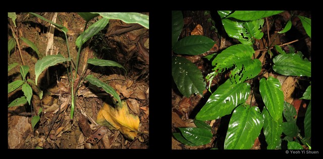 Schismatoglottis wallichii • © Yeoh Yi Shuen • All Rights Reserved