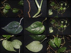 Scindapsus lucens Bogner & P.C.Boyce
