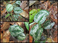 Scindapsus pictus Hassk.