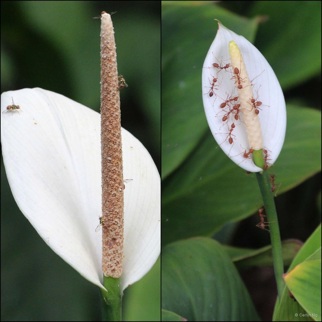 Spathiphyllum cannifolium • © Cerlin Ng • All Rights Reserved